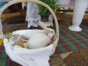 182833451 1131834727285879 4328593021382763194 n